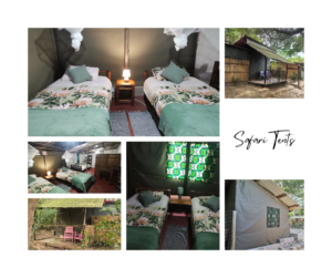 Safari Tents